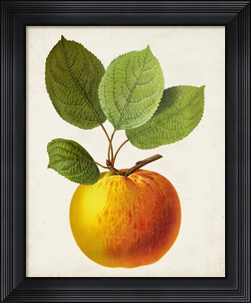 Framed Antique Fruit I Print