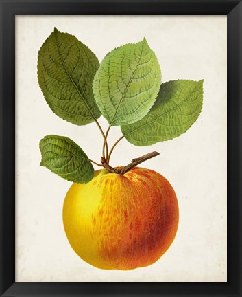 Framed Antique Fruit I Print