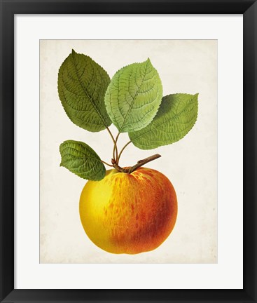 Framed Antique Fruit I Print