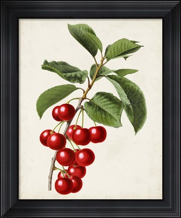 Framed Antique Fruit II Print