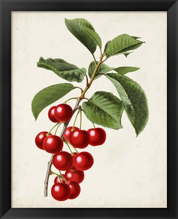 Framed Antique Fruit II Print