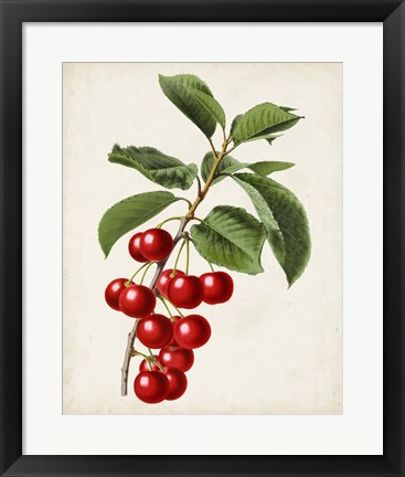 Framed Antique Fruit II Print