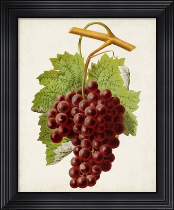 Framed Antique Fruit III Print