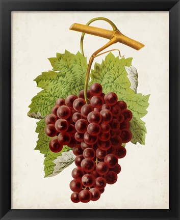 Framed Antique Fruit III Print