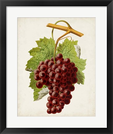 Framed Antique Fruit III Print