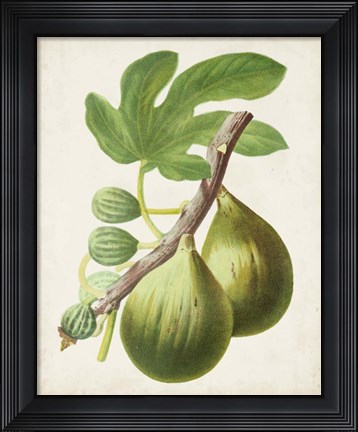 Framed Antique Fruit IV Print