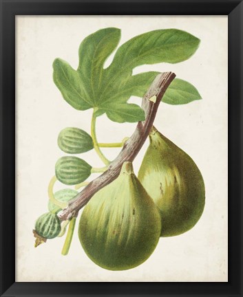 Framed Antique Fruit IV Print