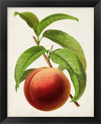 Framed Antique Fruit V Print