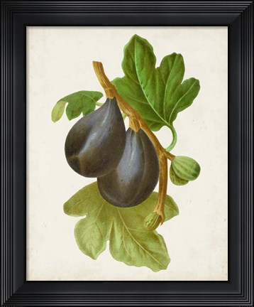 Framed Antique Fruit VI Print
