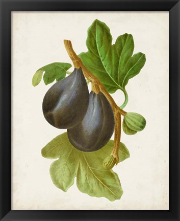 Framed Antique Fruit VI Print