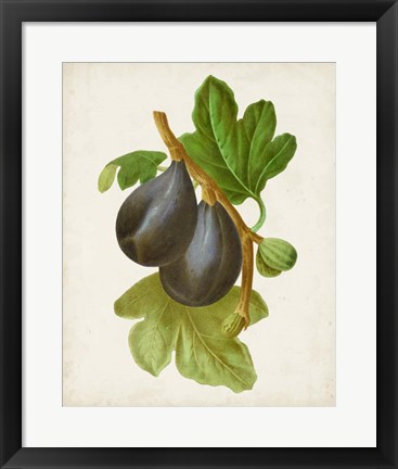 Framed Antique Fruit VI Print