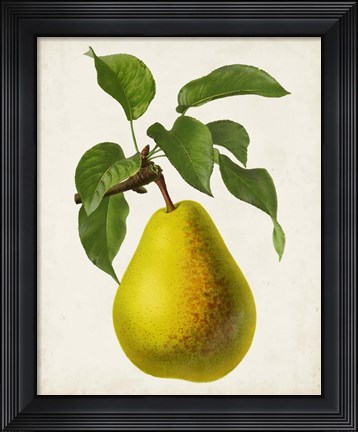 Framed Antique Fruit VII Print