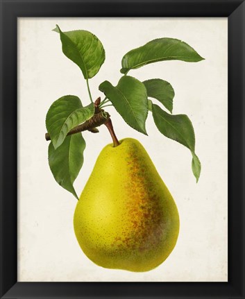 Framed Antique Fruit VII Print