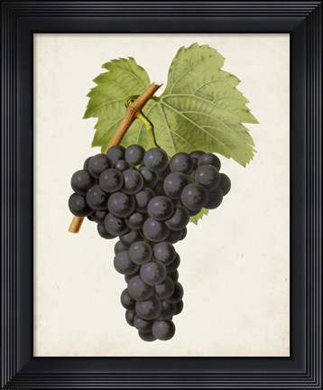 Framed Antique Fruit VIII Print