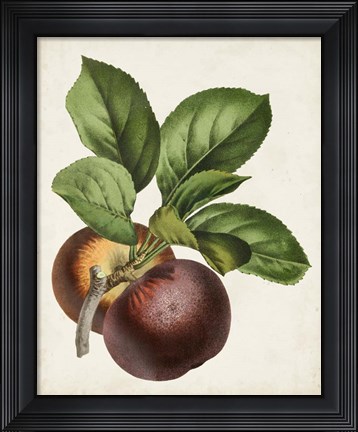 Framed Antique Fruit IX Print