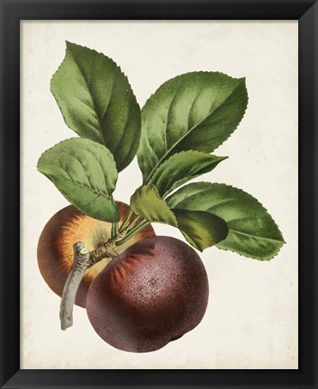 Framed Antique Fruit IX Print