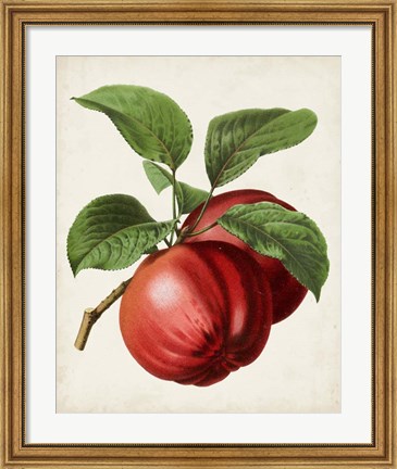 Framed Antique Fruit X Print