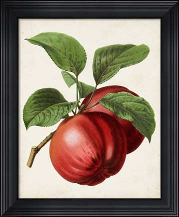 Framed Antique Fruit X Print