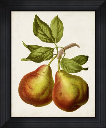 Framed Antique Fruit XI Print