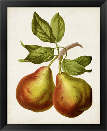 Framed Antique Fruit XI Print