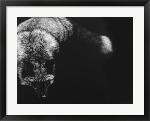 Framed Wild Scratchboard III Print