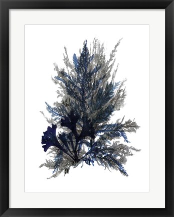 Framed Ocean Bloom II Print