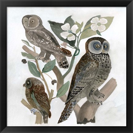 Framed Traditional Owls II Print