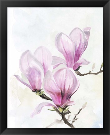 Framed Magnolia Blooms II Print