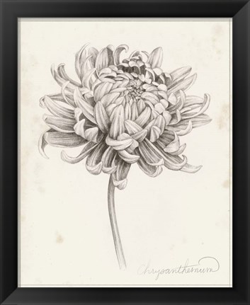 Framed Graphite Chrysanthemum Study I Print