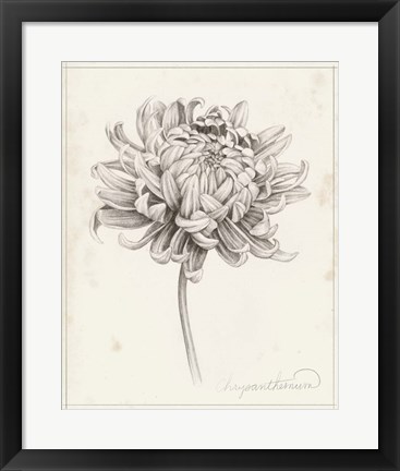 Framed Graphite Chrysanthemum Study I Print