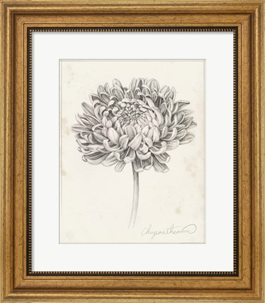 Framed Graphite Chrysanthemum Study II Print