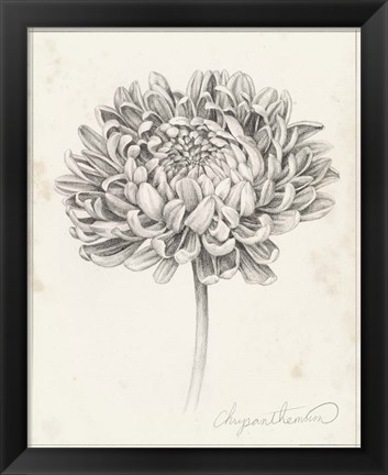 Framed Graphite Chrysanthemum Study II Print