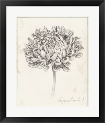 Framed Graphite Chrysanthemum Study II Print