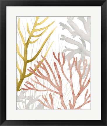 Framed Desert Coral II Print