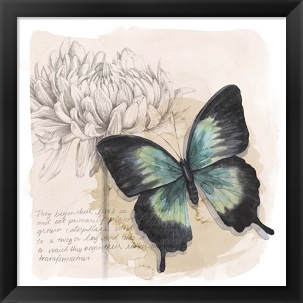 Framed Shadow Box Butterfly III Print