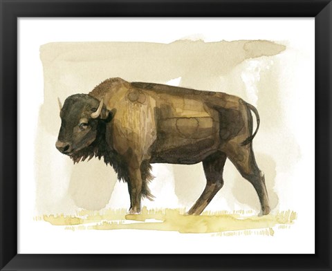 Framed Bison Watercolor Sketch II Print