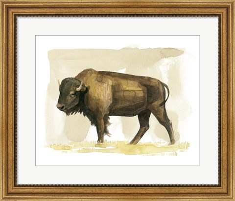 Framed Bison Watercolor Sketch II Print