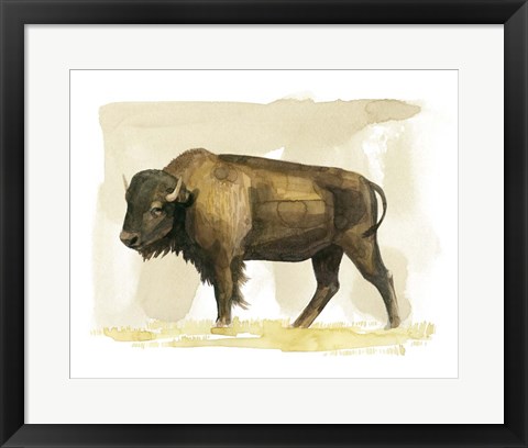 Framed Bison Watercolor Sketch II Print