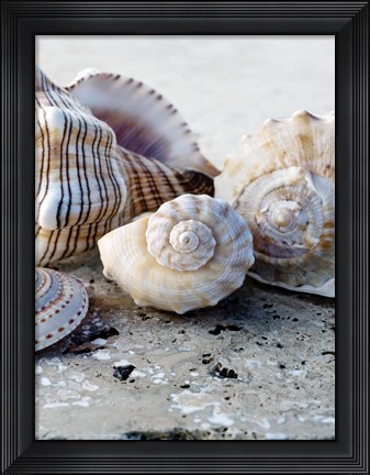 Framed Gifts of the Shore I Print