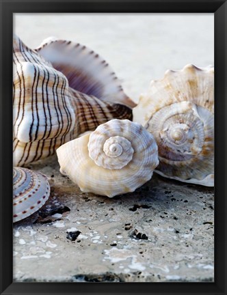 Framed Gifts of the Shore I Print