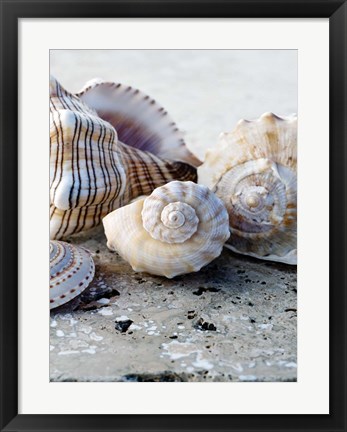 Framed Gifts of the Shore I Print