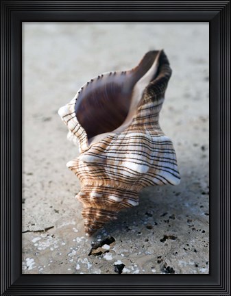 Framed Gifts of the Shore II Print