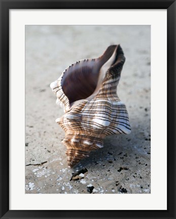 Framed Gifts of the Shore II Print