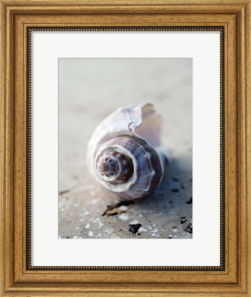 Framed Gifts of the Shore III Print