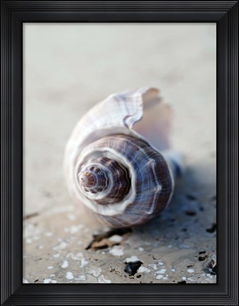 Framed Gifts of the Shore III Print