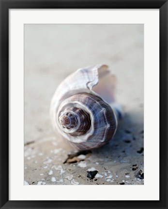Framed Gifts of the Shore III Print