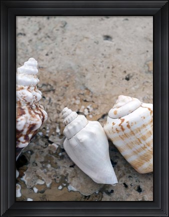 Framed Gifts of the Shore IV Print