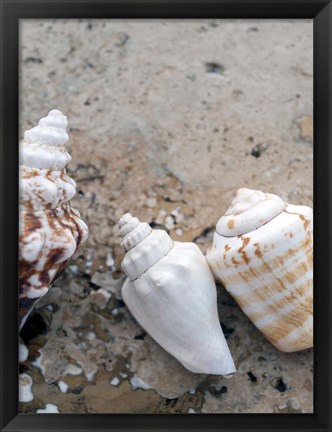 Framed Gifts of the Shore IV Print