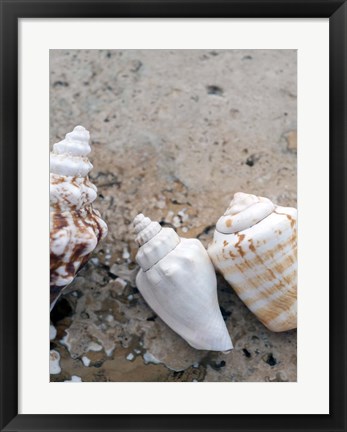 Framed Gifts of the Shore IV Print