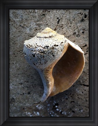 Framed Gifts of the Shore V Print